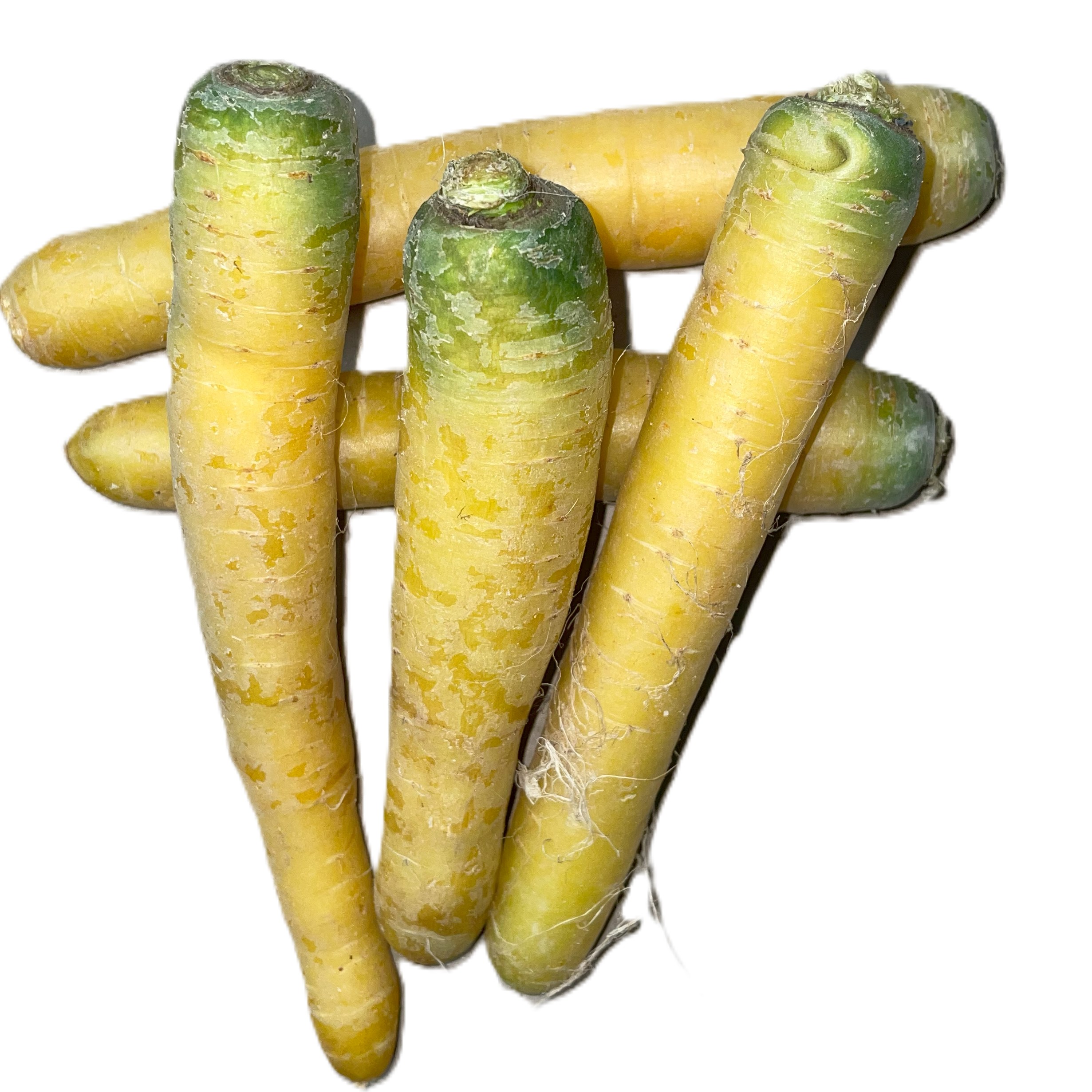 yellow carrot